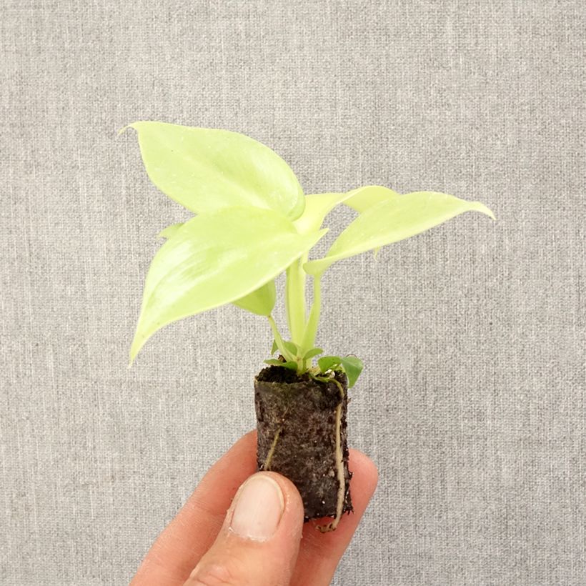 Spécimen de Philodendron Golden Violin Mini-plante tel que livré au printemps