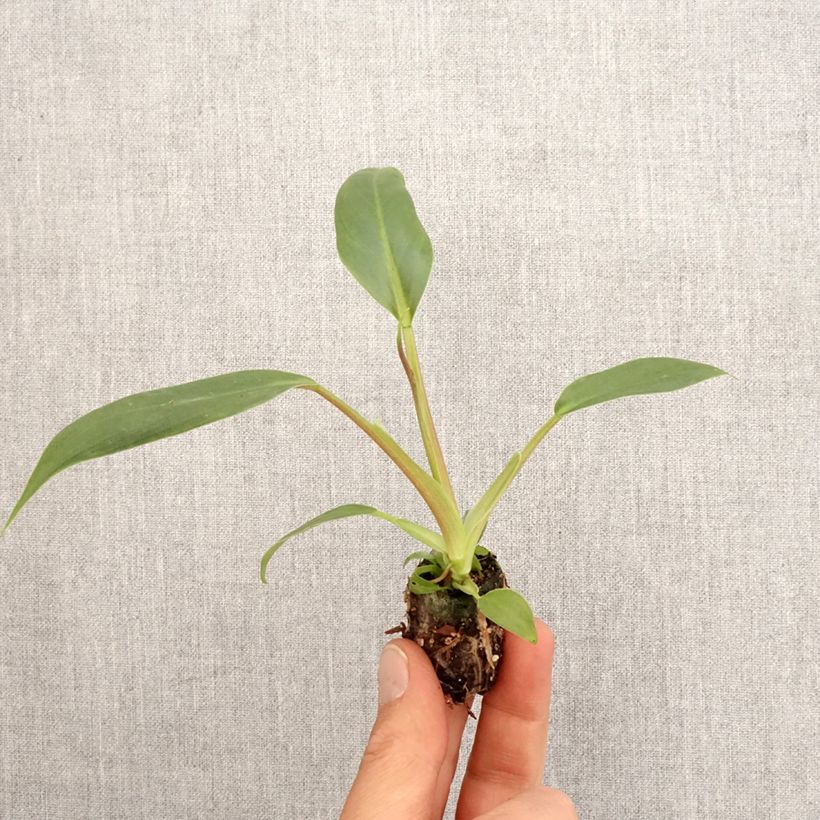 Spécimen de Philodendron holtonianum Trilobe Mini-plante tel que livré au printemps