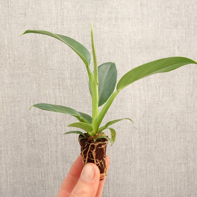 Example of Philodendron Imperial Green Mini-plante as you get in printemps