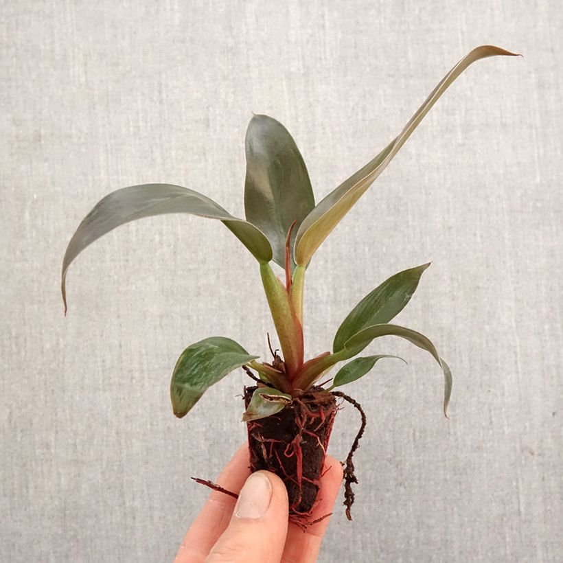 Example of Philodendron Imperial Red Mini-plante as you get in printemps