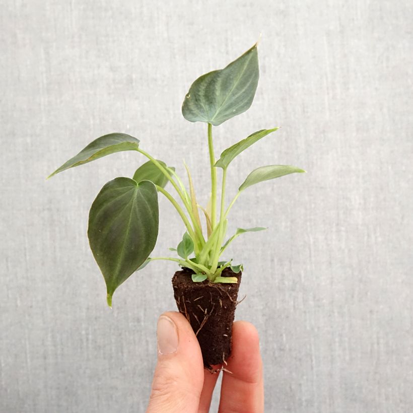 Example of Philodendron Incensi Mini-plante as you get in printemps