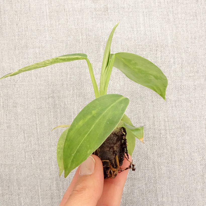 Spécimen de Philodendron Jose Buono Mini-plante tel que livré au printemps
