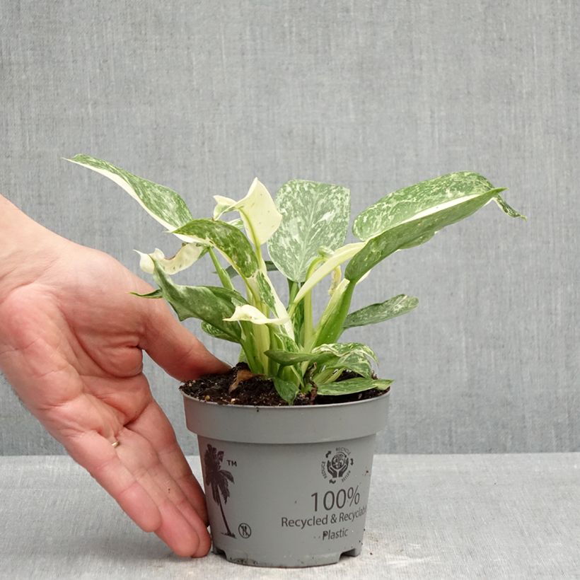 Spécimen de Philodendron Jose Buono Pot de 12 cm / 13 cm tel que livré au printemps