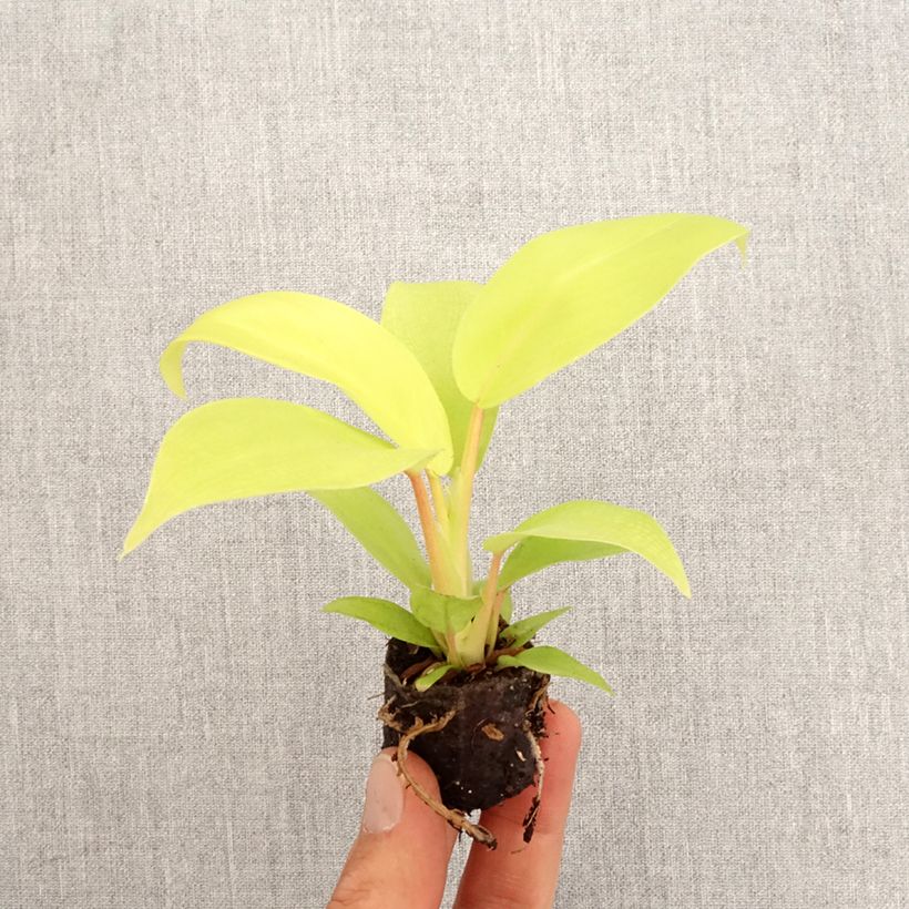 Example of Philodendron Malay Gold Mini-plante as you get in printemps