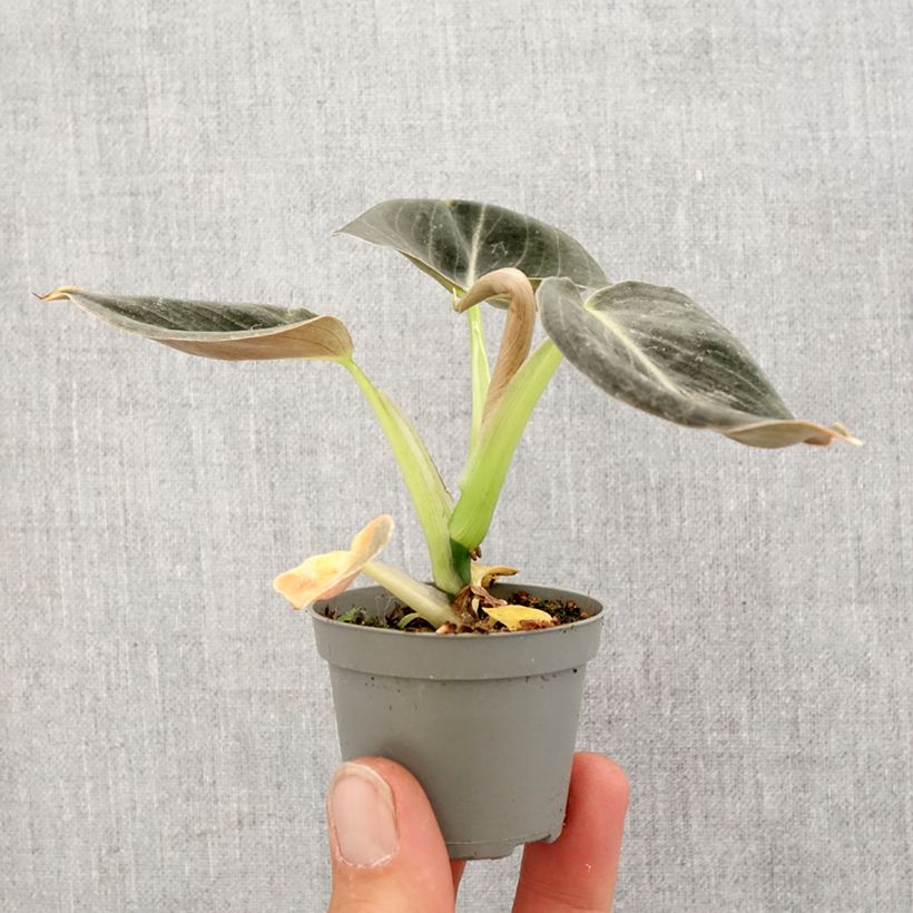 Spécimen de Philodendron melanochrysum Mini-plante tel que livré au printemps