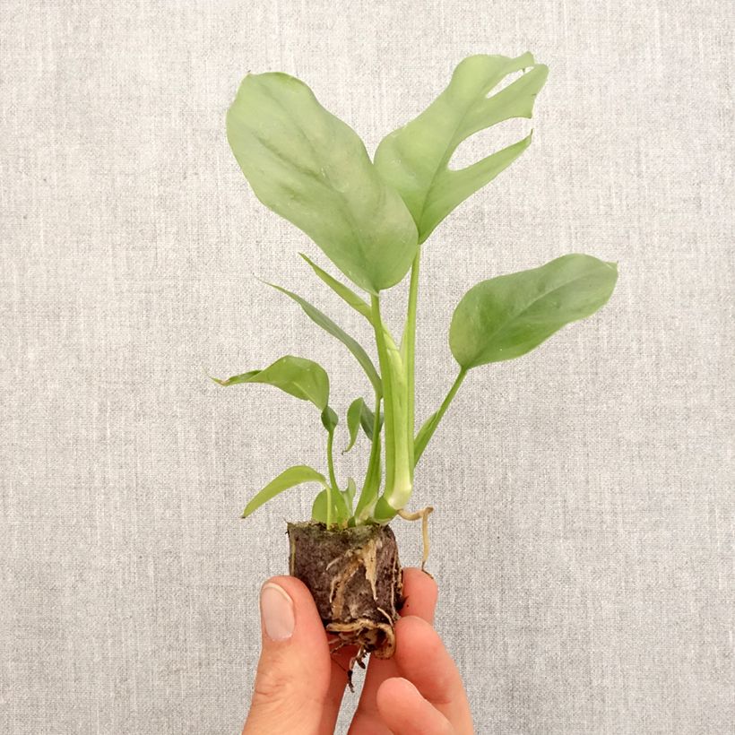 Example of Rhaphidophora tetrasperma - mini-Monstera Mini-plante as you get in printemps