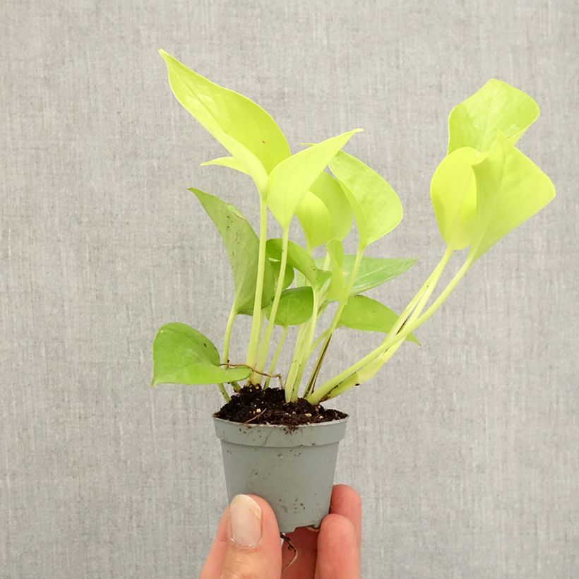 Spécimen de Philodendron Neon Mini-plante tel que livré en automne