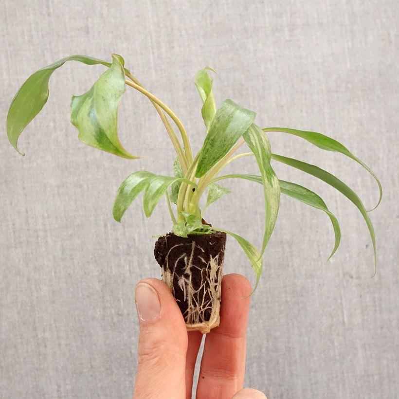 Example of Philodendron Paraiso Verde Mini-plante as you get in printemps