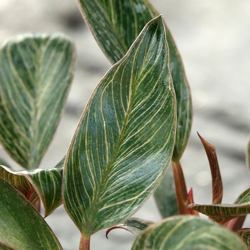 Philodendron Pink Bikini (Feuillage)