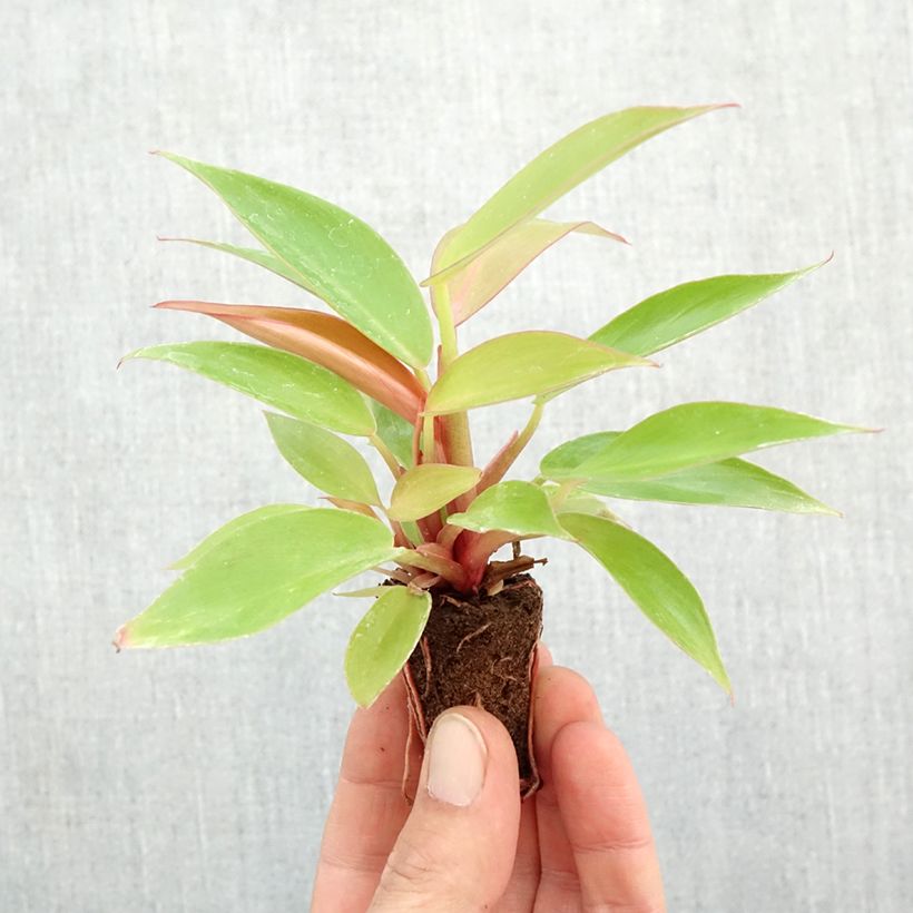Spécimen de Philodendron Prince of Orange Mini-plante tel que livré en automne