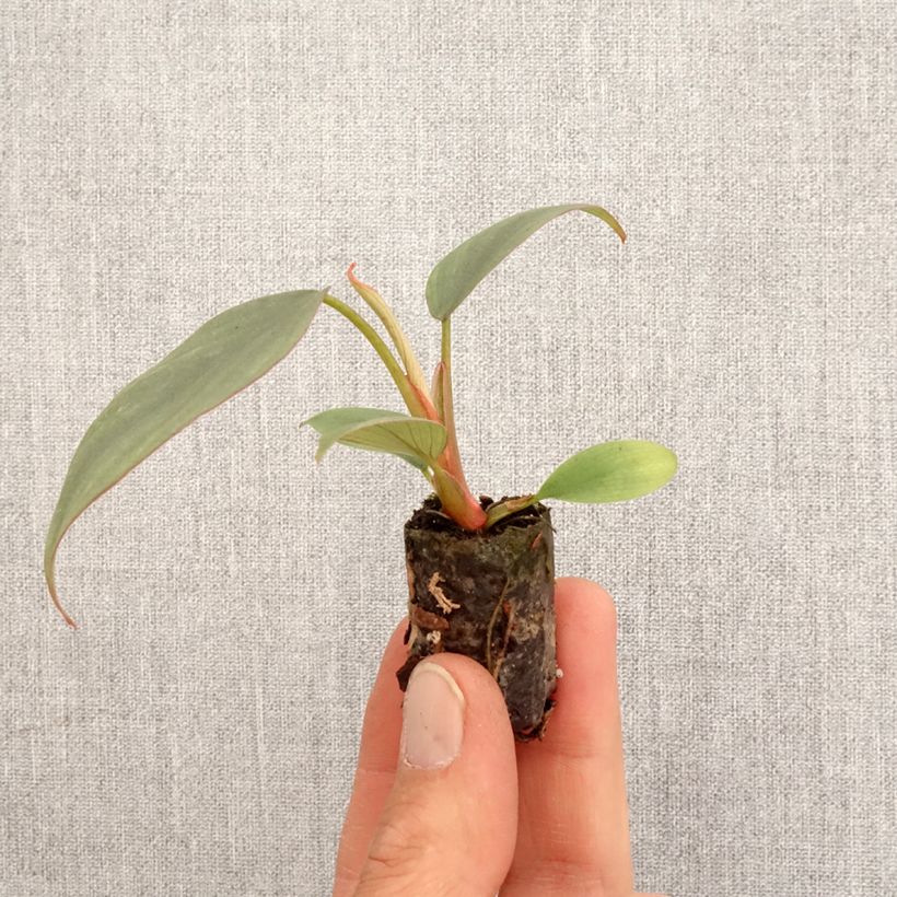 Spécimen de Philodendron Red Heart Mini-plante tel que livré au printemps