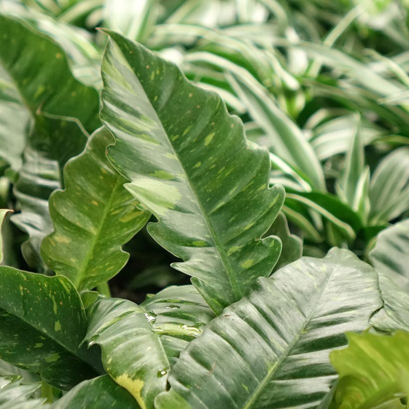 Philodendron Ring of Fire (Feuillage)