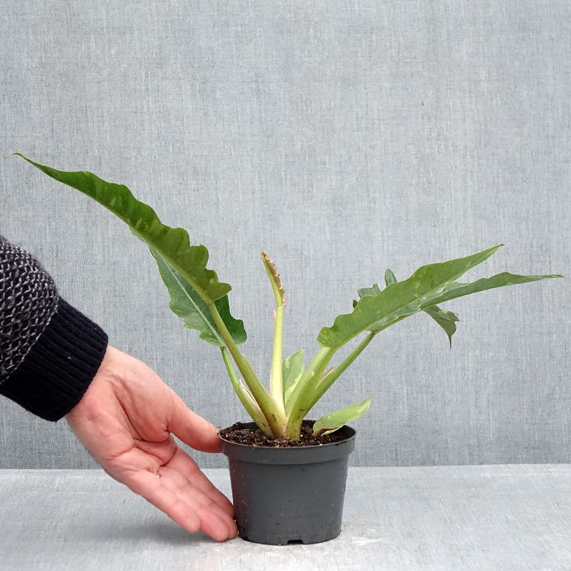 Spécimen de Philodendron Ring of Fire Pot de 12 cm / 13 cm tel que livré au printemps