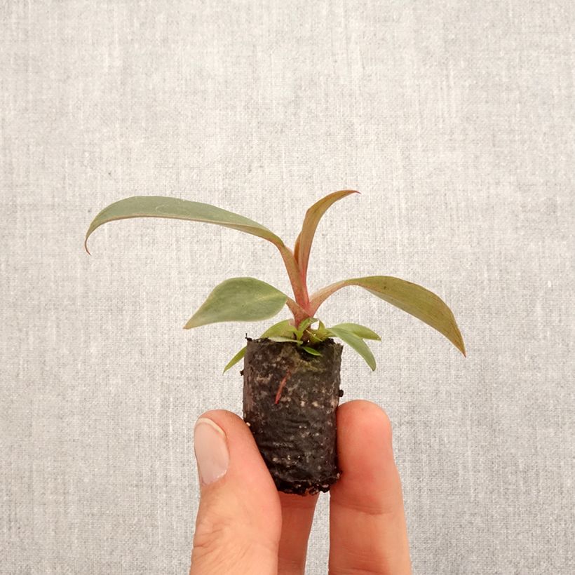 Spécimen de Philodendron Royal Queen Mini-plante tel que livré au printemps