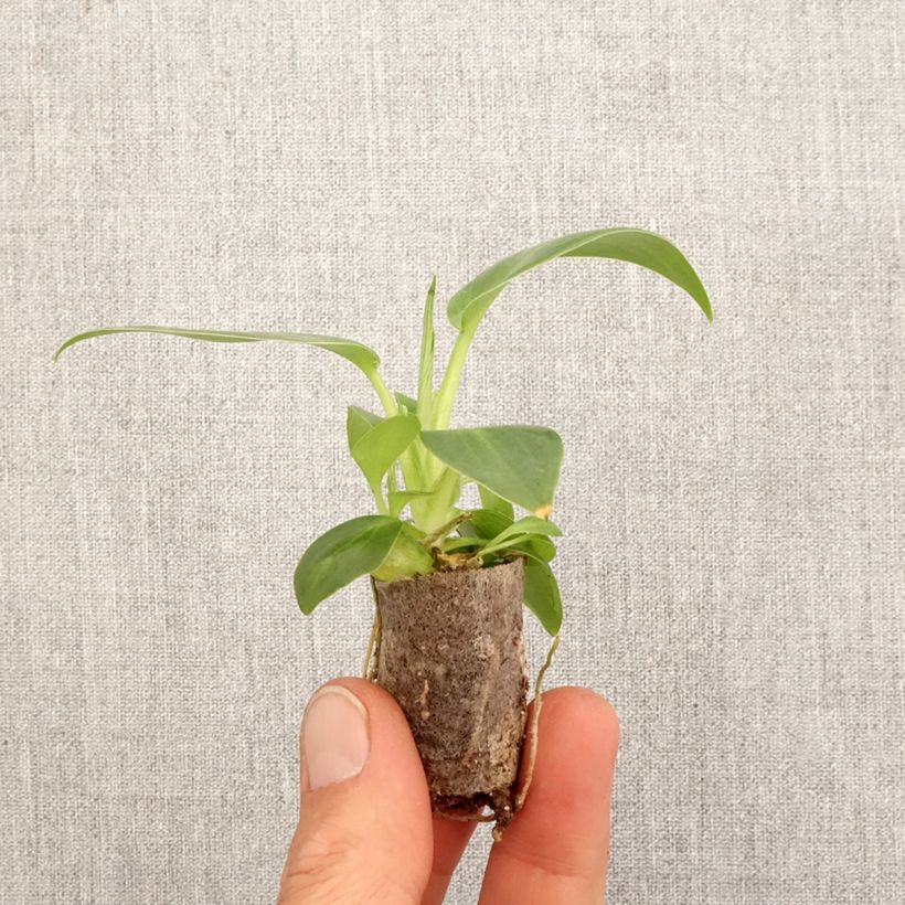 Spécimen de Philodendron rugosum Aberrant Mini-plante tel que livré au printemps