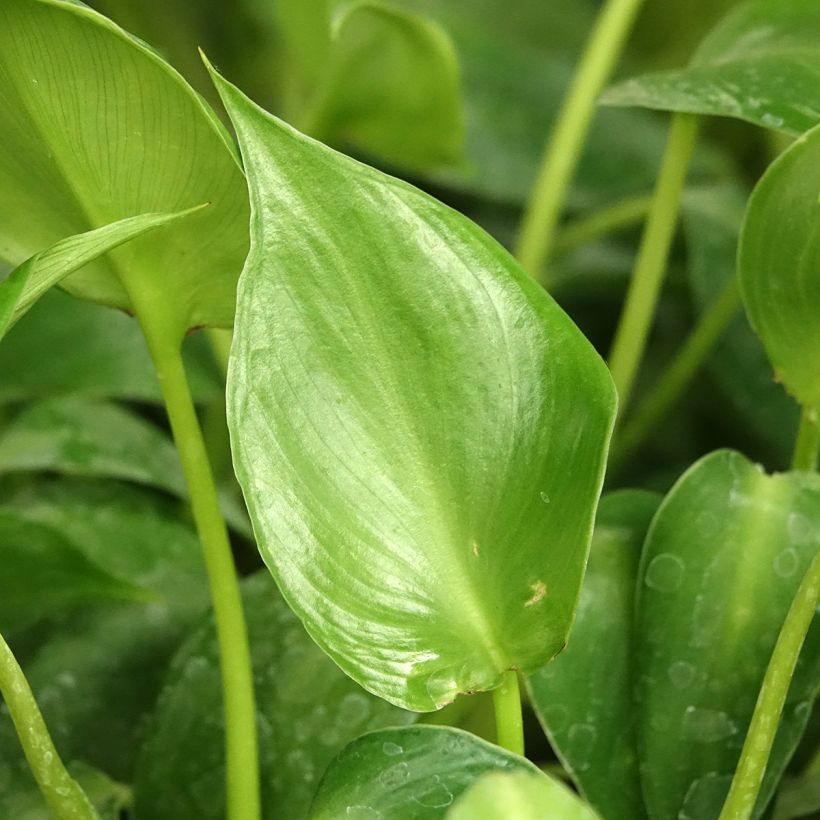 Philodendron rugosum Aberrant (Feuillage)