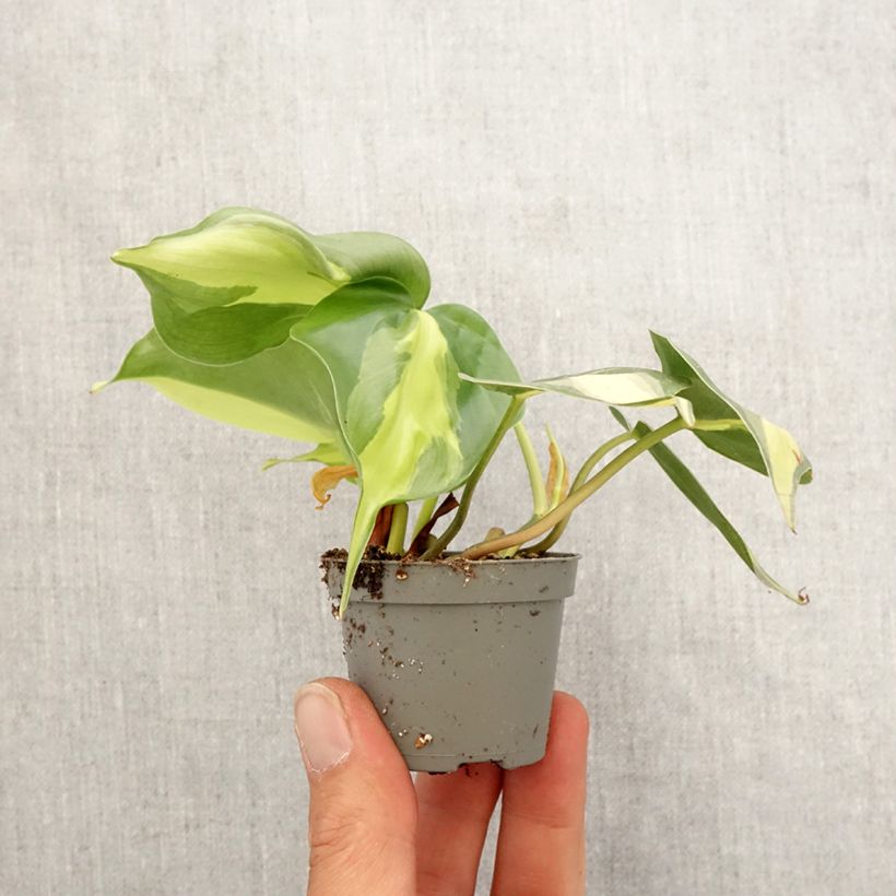 Example of Philodendron Brasil Mini-plante as you get in printemps