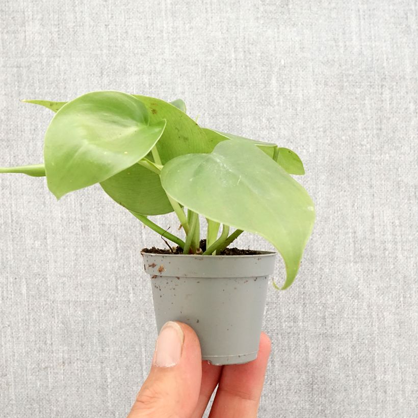 Example of Philodendron scandens Mini-plante as you get in printemps