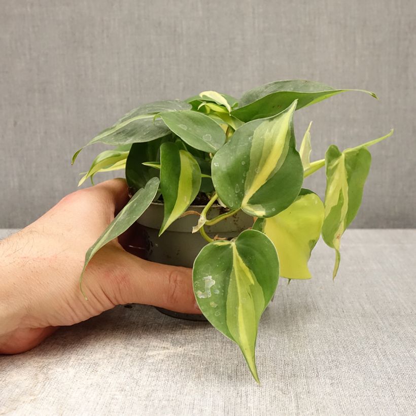 Spécimen de Philodendron scandens Pot de 10 cm/11cm tel que livré au printemps