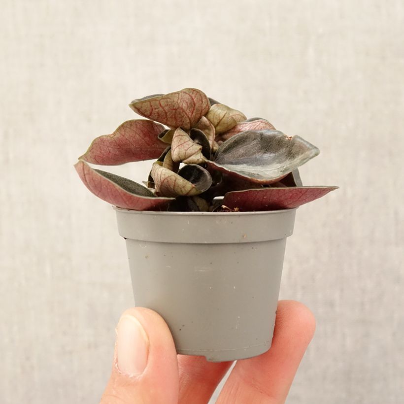 Example of Philodendron sp. Colombia Mini-plante as you get in printemps