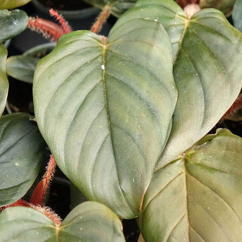 Philodendron squamiferum x serpens (Feuillage)