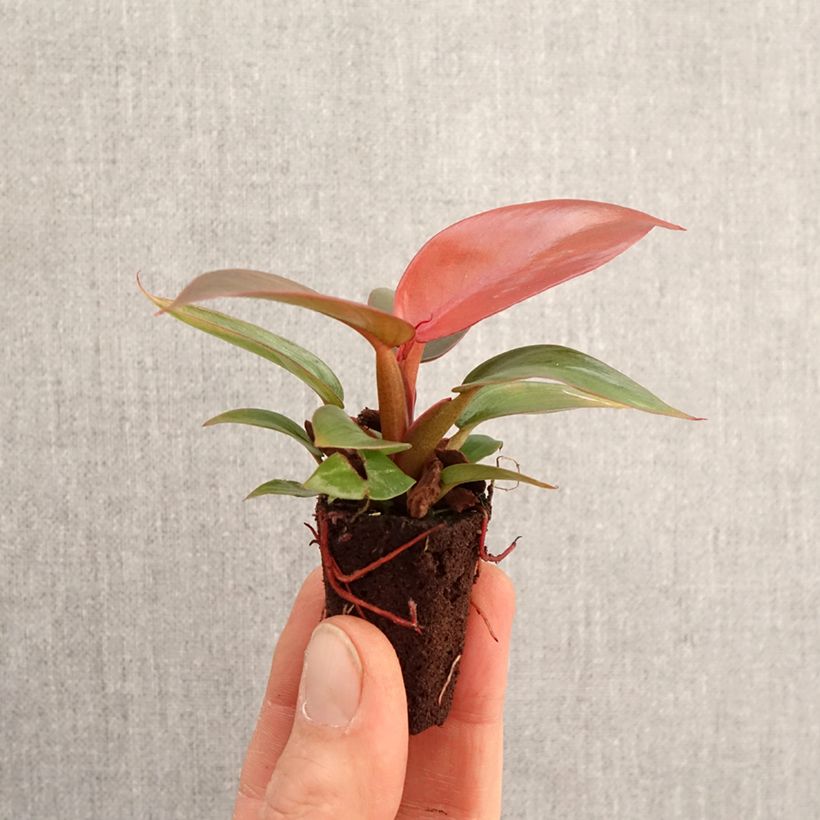 Example of Philodendron Sun Red Mini-plante as you get in printemps