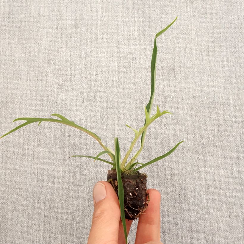 Example of Philodendron tortum Mini-plante as you get in printemps