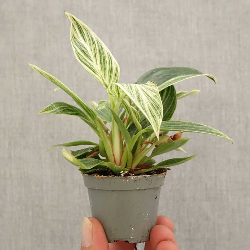 Example of Philodendron White Measure Mini-plante as you get in automne
