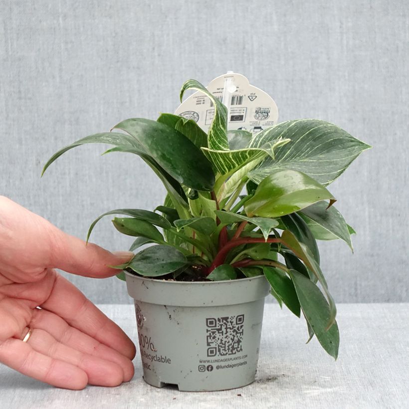 Example of Philodendron White Measure Pot de 10 cm/11cm as you get in printemps