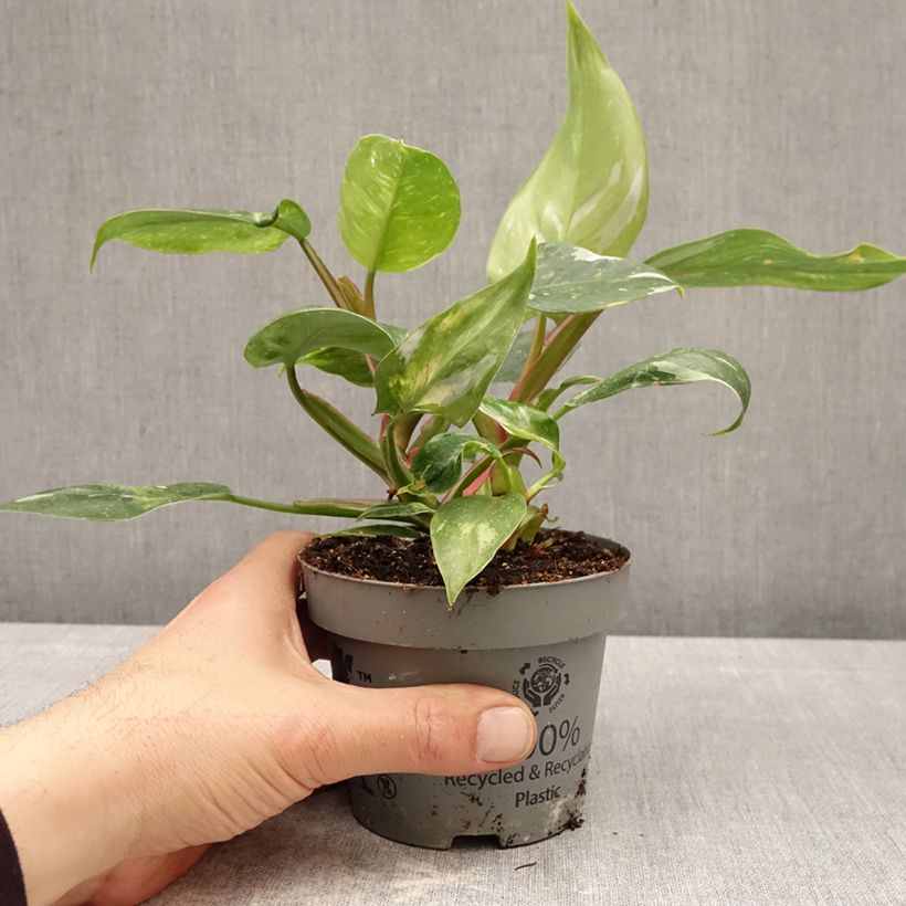 Spécimen de Philodendron White Princess Pot de 12 cm / 13 cm tel que livré au printemps