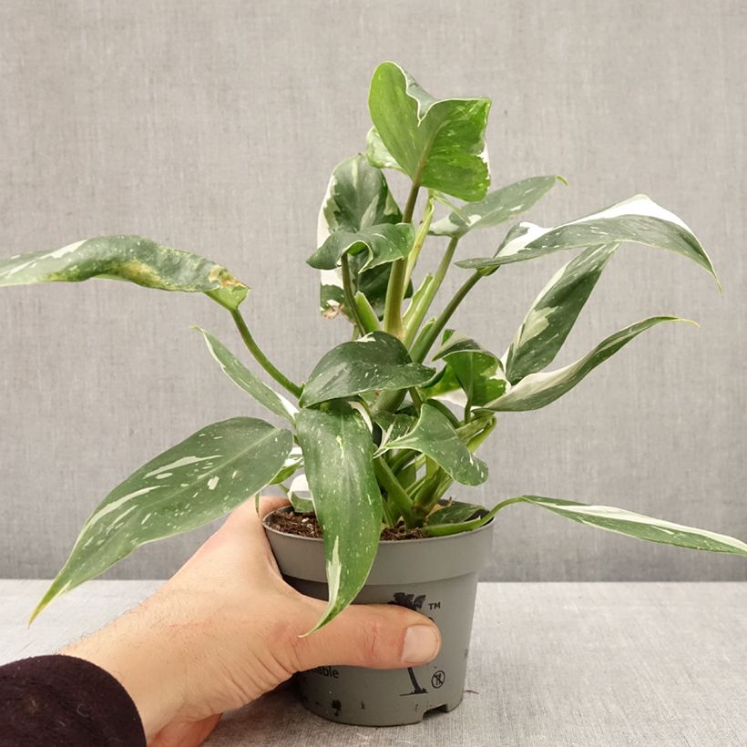 Spécimen de Philodendron White Wizard Pot de 12 cm / 13 cm tel que livré au printemps