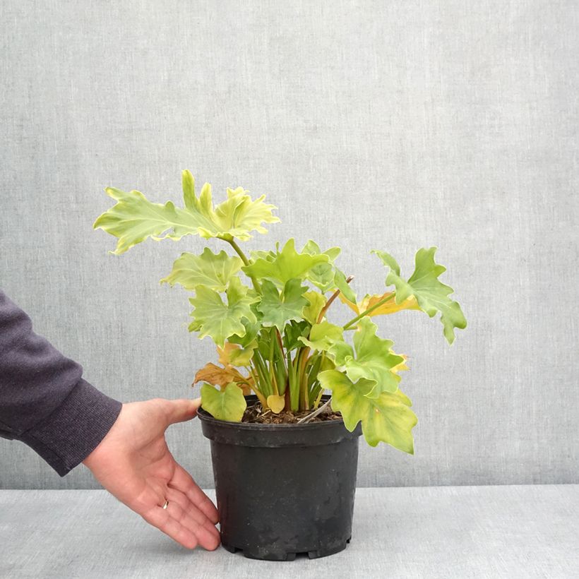 Example of Philodendron Hope Pot de 2L/3L as you get in printemps