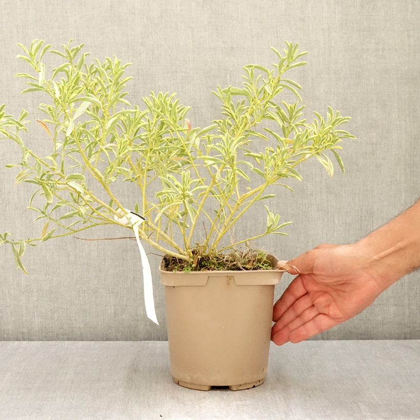 Spécimen de Philotheca (Eriostemon) myoporoides Gold Touch  Pot de 3L/4L tel que livré en été