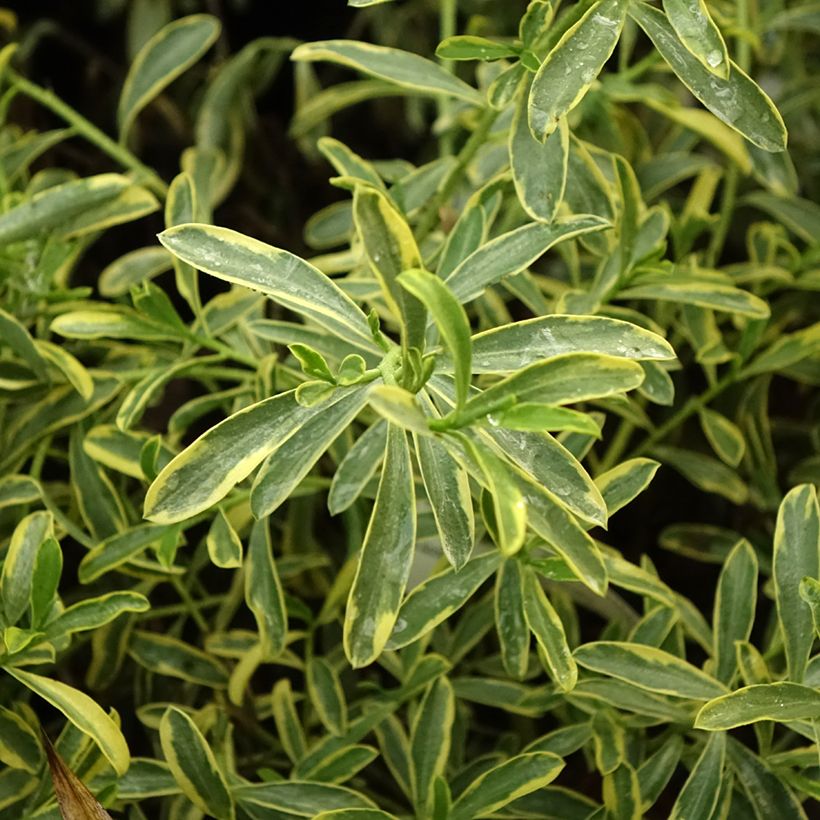 Philotheca (Eriostemon) myoporoides Gold Touch  (Foliage)