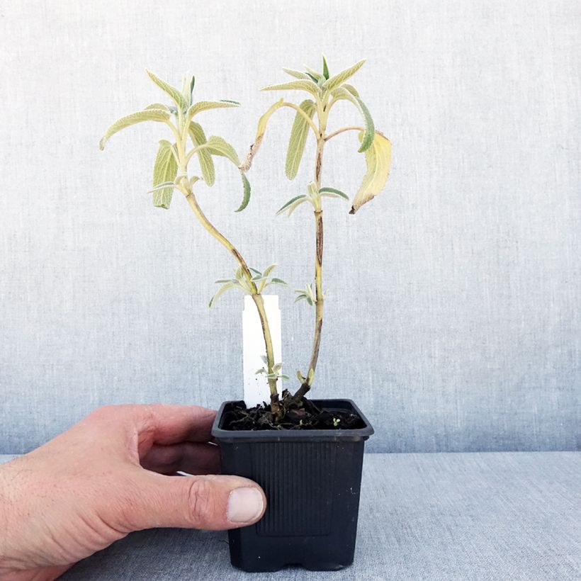 Example of Phlomis bourgaei - Sauge de Jérusalem Godet de 8/9 cm as you get in printemps