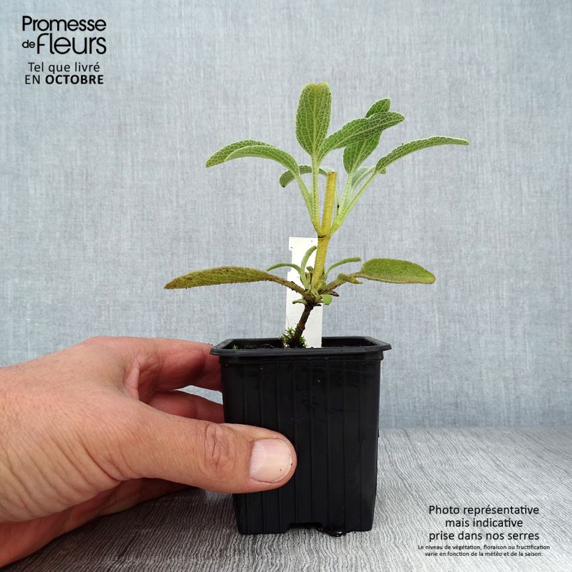 Spécimen de Phlomis fruticosa - Sauge de Jérusalem Godet de 8/9 cm tel que livré en automne