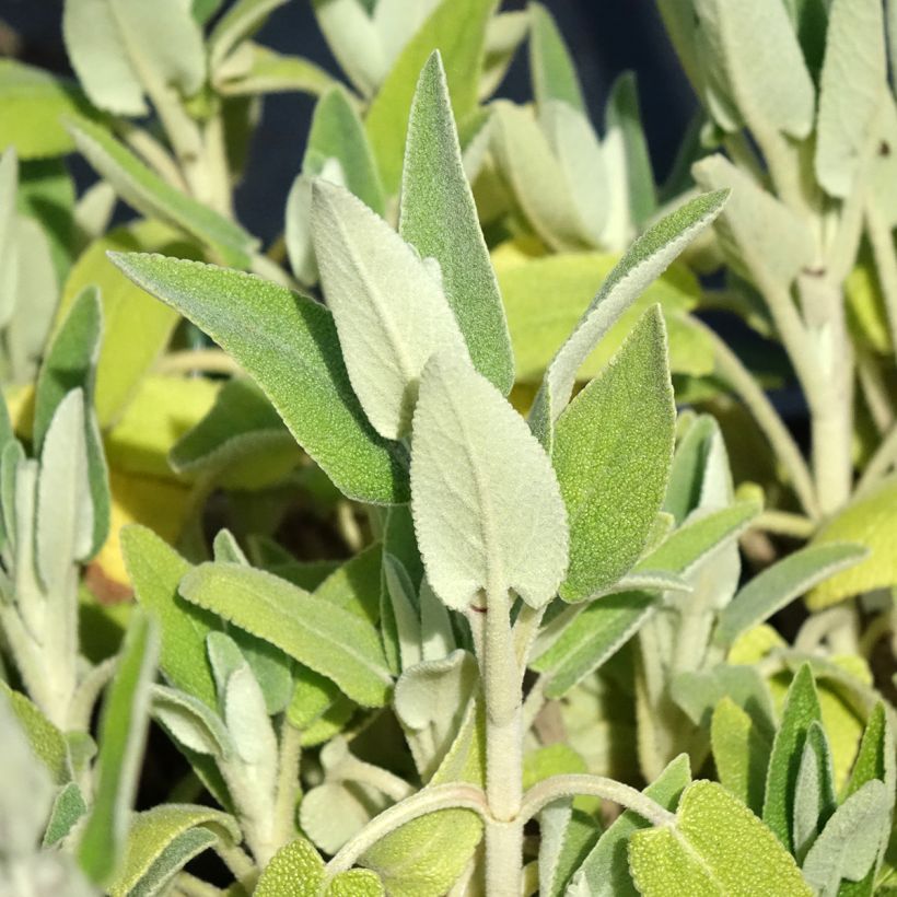 Phlomis purpurea - Sauge de Jérusalem pourpre (Feuillage)