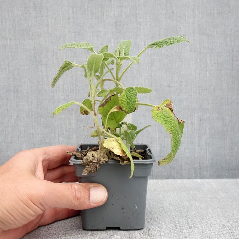 Spécimen de Phlomis purpurea - Sauge de Jérusalem pourpre Godet de 8/9 cm tel que livré en automne