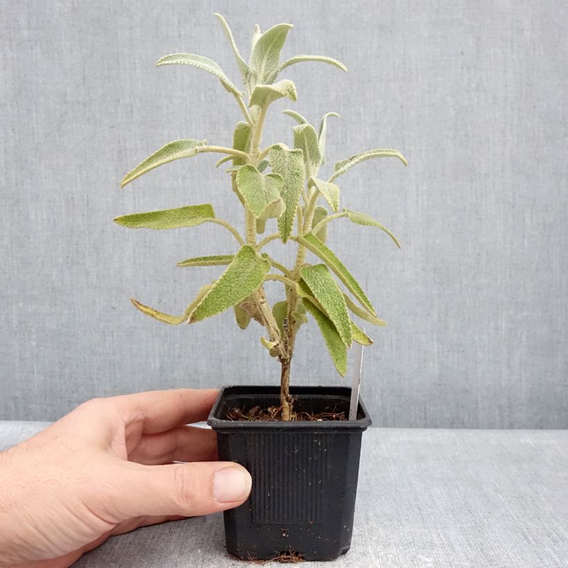 Example of Phlomis purpurea - Sauge de Jérusalem pourpre Godet de 8/9 cm as you get in hiver