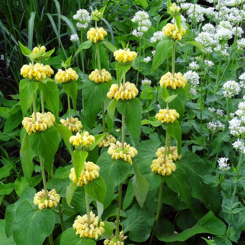 Phlomis de Russell - Phlomis russeliana (Flowering)