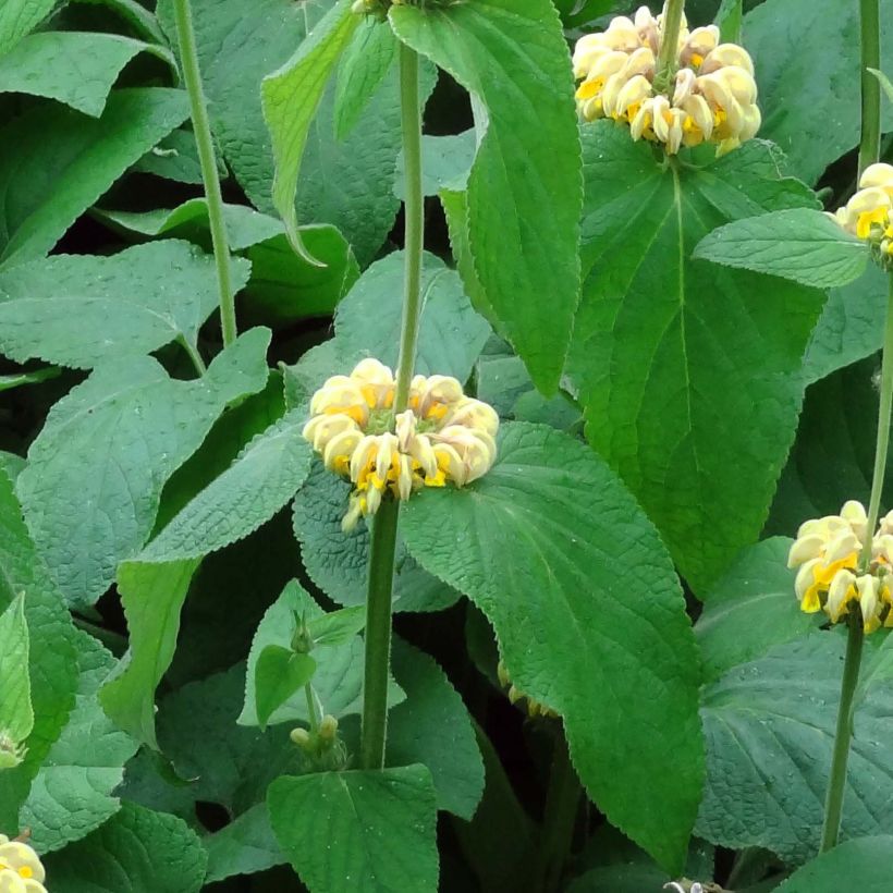 Phlomis de Russell - Phlomis russeliana (Foliage)