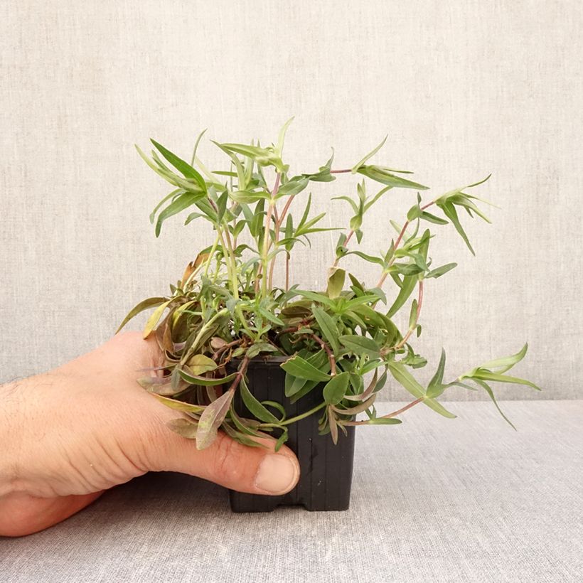 Example of Phlox divaricata May Breeze Godet de 8/9 cm as you get in printemps