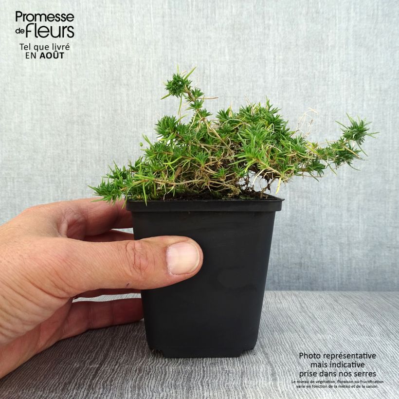Spécimen de Phlox douglasii Crackerjack - Phlox mousse Godet de 8/9 cm tel que livré en été