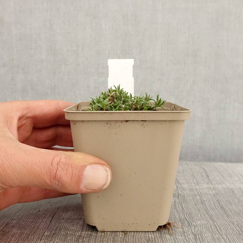 Example of Phlox douglasii Crackerjack - Phlox mousse Godet de 8/9 cm as you get in printemps