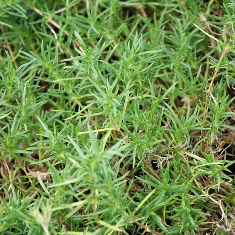Phlox douglasii Ochsenblut - Phlox mousse (Foliage)
