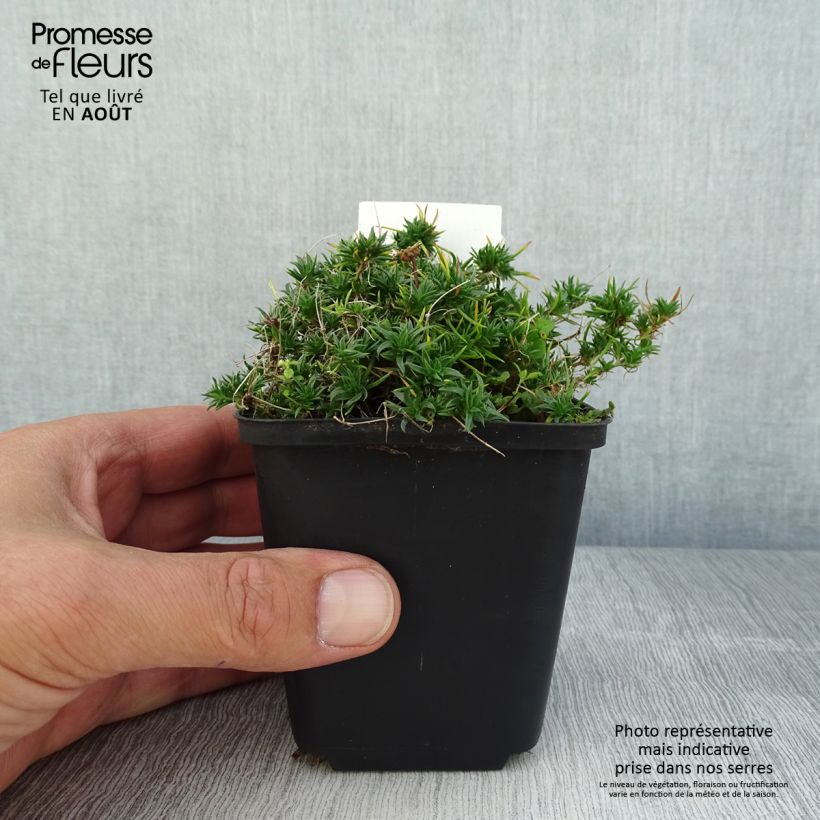 Spécimen de Phlox douglasii Ochsenblut - Phlox mousse Godet de 8/9 cm tel que livré en été