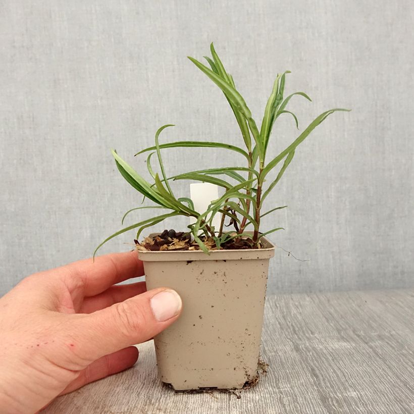 Example of Phlox Fashionably Early Crystal - Phlox hybride Godet de 8/9 cm as you get in printemps