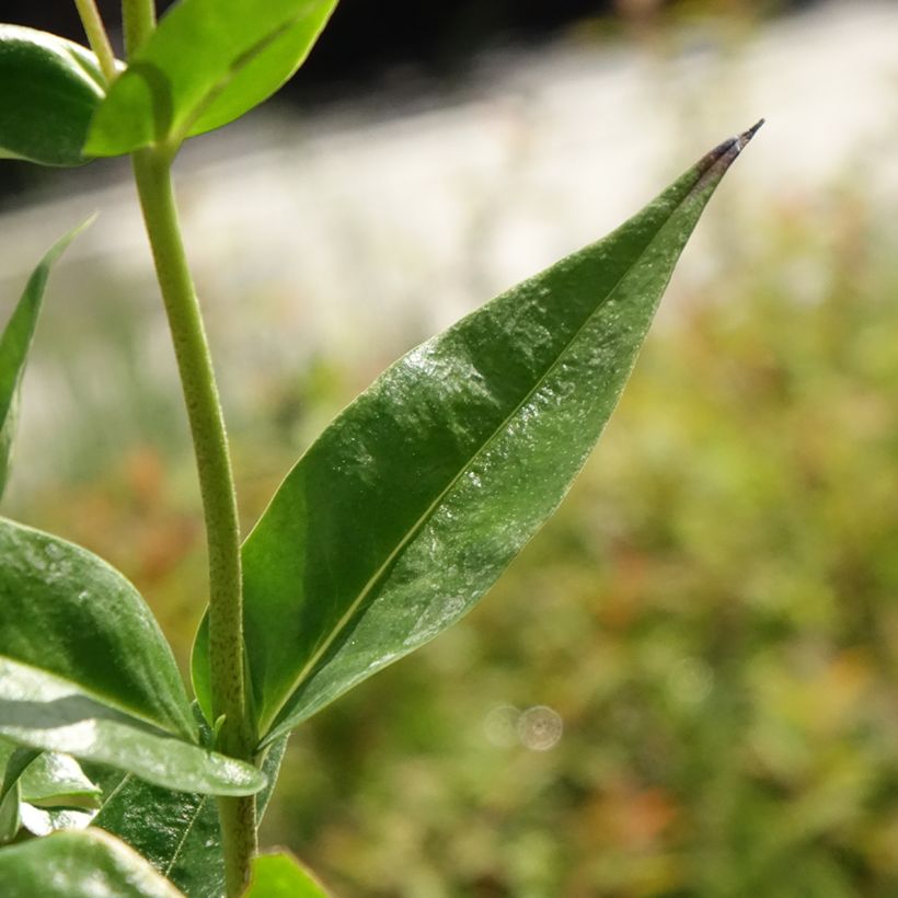 Phlox Fashionably Early Crystal - Phlox hybride (Foliage)
