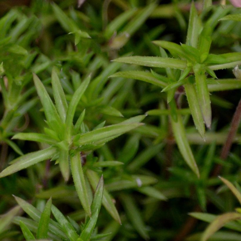 Phlox mousse Candy Stripes - Phlox subulata (Foliage)