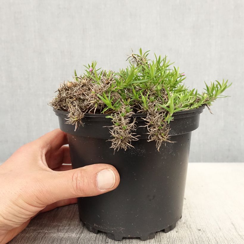 Example of Phlox mousse  Moerheimii Pot de 2L/3L as you get in printemps